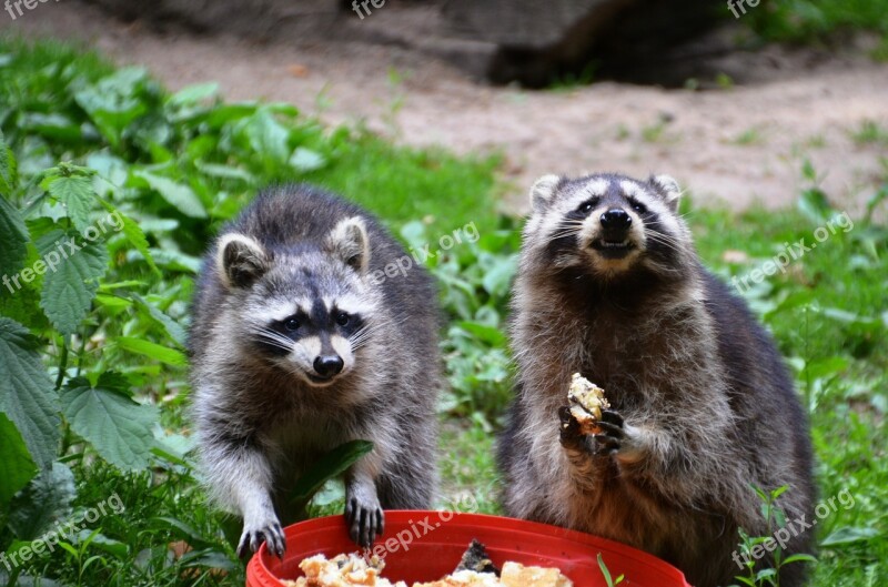 Raccoon Güstrow Eco-park Food Eat