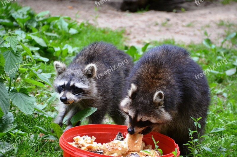 Raccoon Güstrow Eco-park Food Free Photos