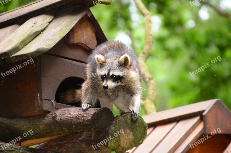 Raccoon Güstrow Eco-park Free Photos