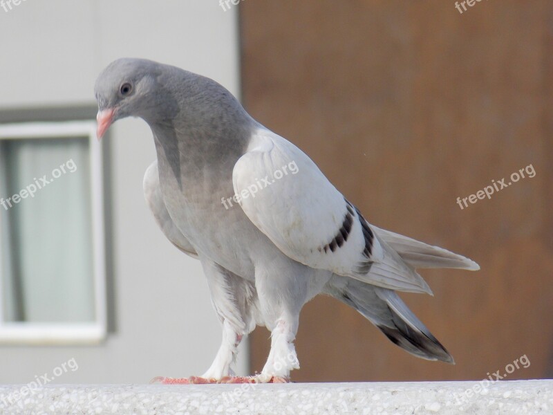 Pigeon Beautiful Nature Birds Free Photos