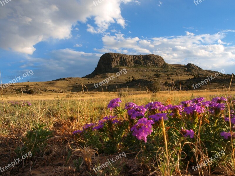 Purple Flowers Beautiful Nature Landscape Natural