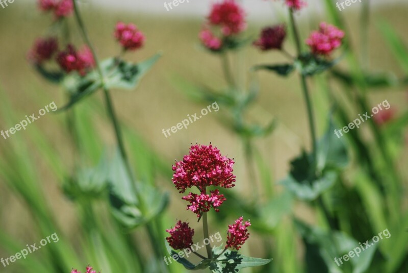 Purple Green Flower Blossom Bloom Leaves