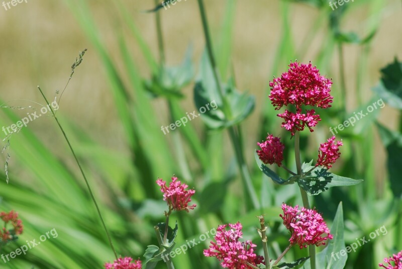 Purple Green Flower Blossom Bloom Leaves