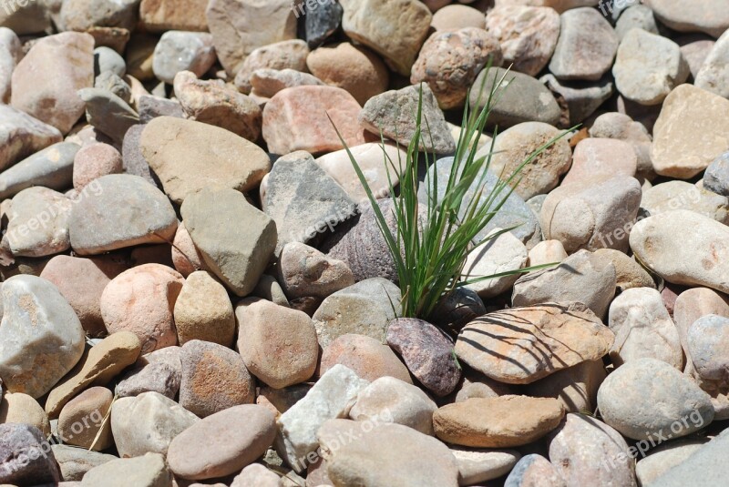 Pebbles Rocks Weed Stones Free Photos