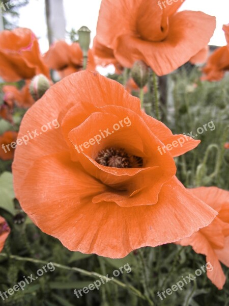 Flower Poppy Meadow Blossom Bloom