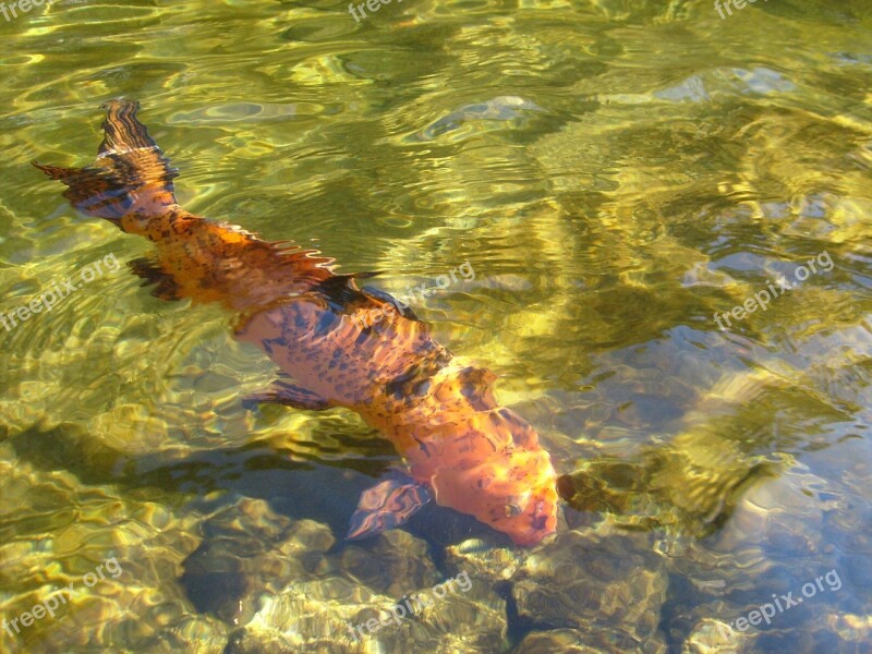 Fish Transparent Water Water Nature Carp