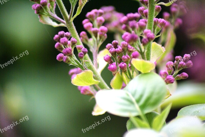 Flowers Lilac Close Up Syringa Purple