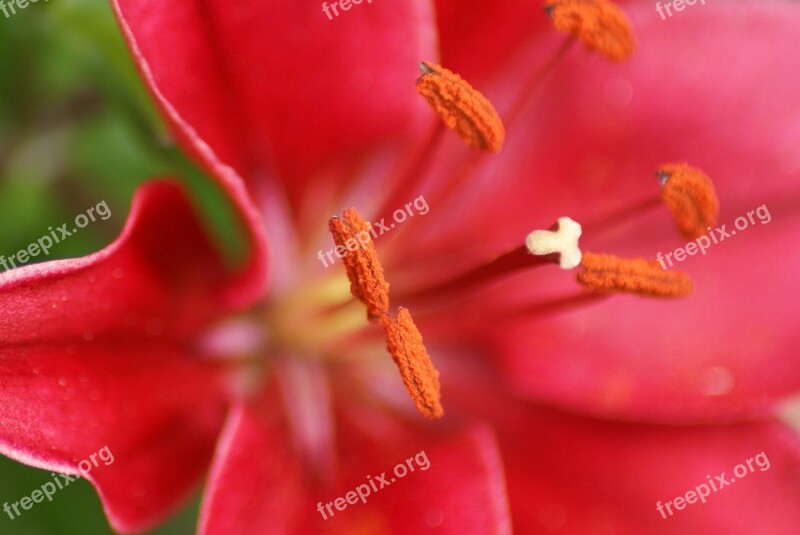 Flowers Macro Stamens Lily Free Photos