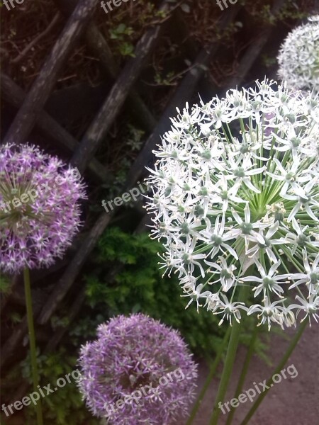 Roadside Flower Pink White Free Photos