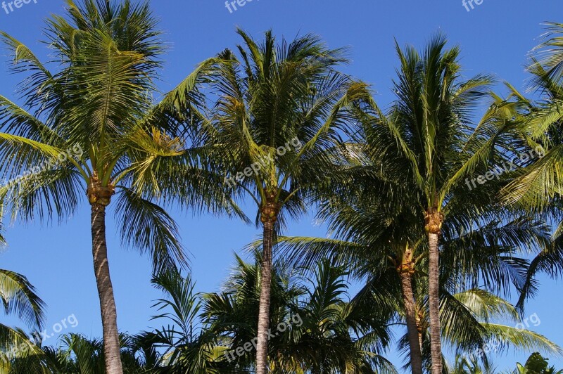 Sky Palm Trees Nature Free Photos