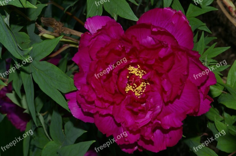 Flower Peony Bloom Free Photos