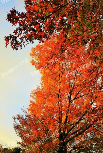 Autumn Tree Tree Orange Golden Light