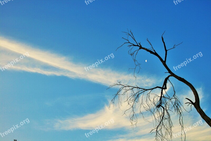 Dry Branch Tree Dry Dead Branches