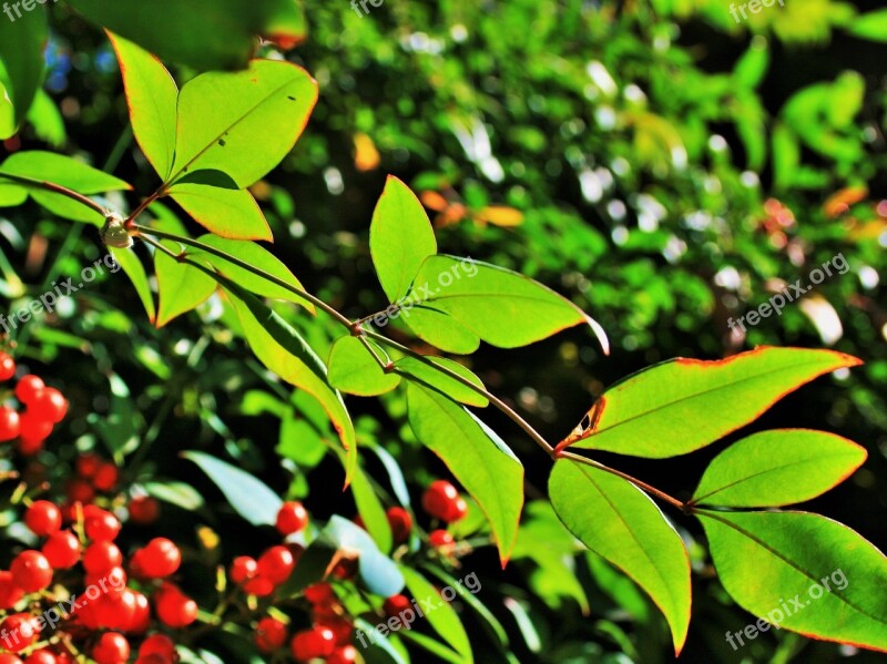 Translucent Leaves Leaves Green Light Backlight