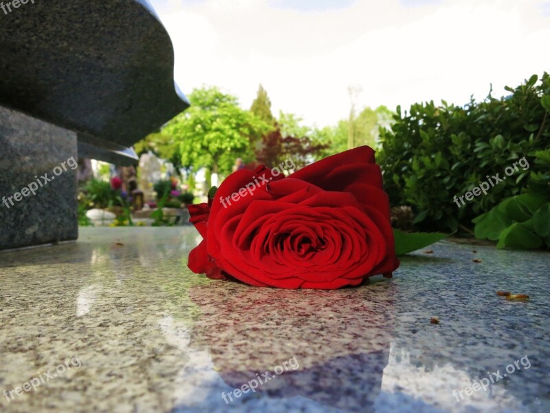 Beauty Red Rose Rose Bloom Tombstone Farewell