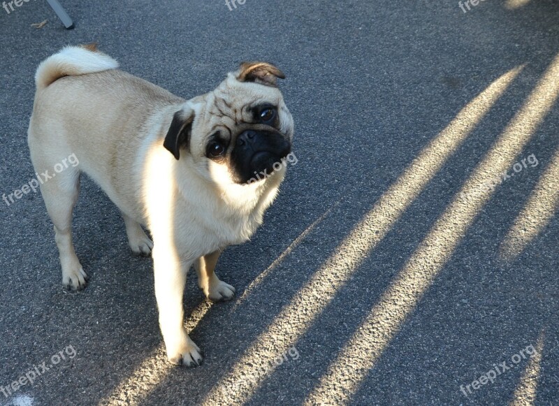 Pug Dog Black Face Pastel