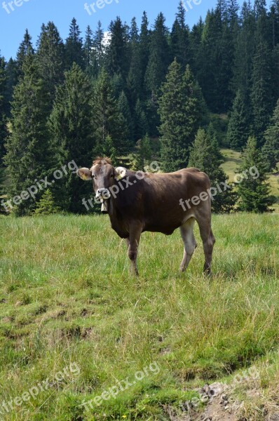 Cow Landscape Mountain Meadows Alm Graze