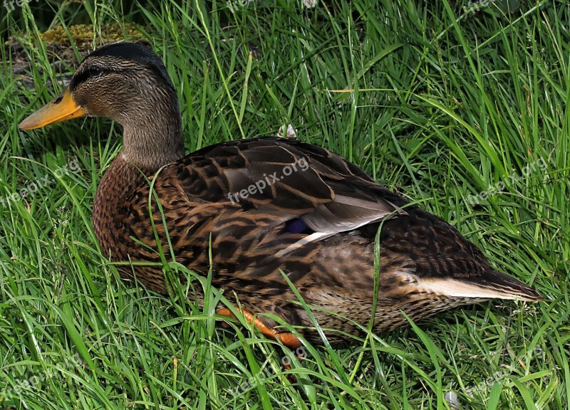 Duck Drake Young Animal Plumage Colorful