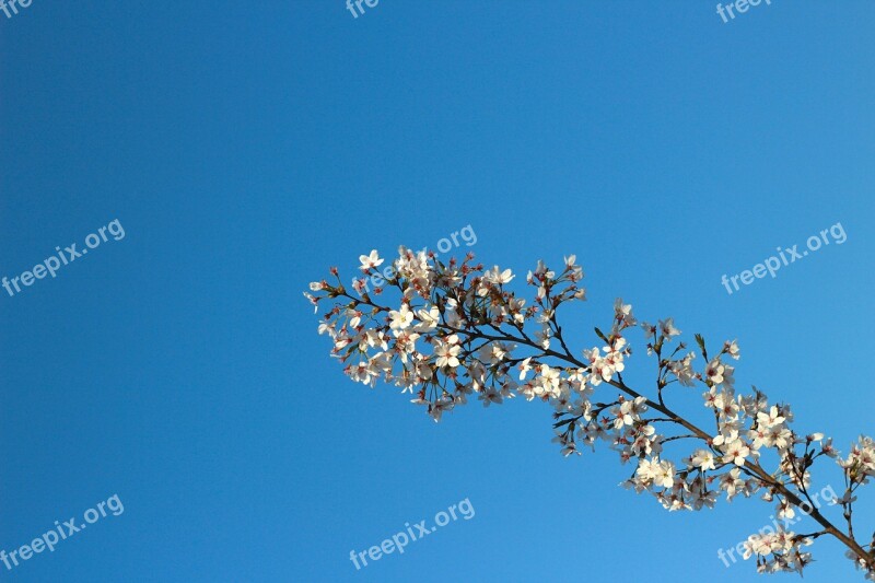 Blue Sky Sunny Days Sky Views Cherry Blossom