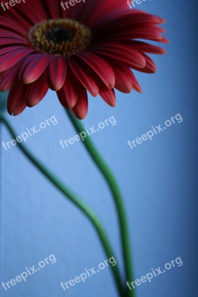 Flower Blossom Bloom Bloom Gerbera