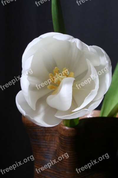 Tulip White Green Flower Blossom