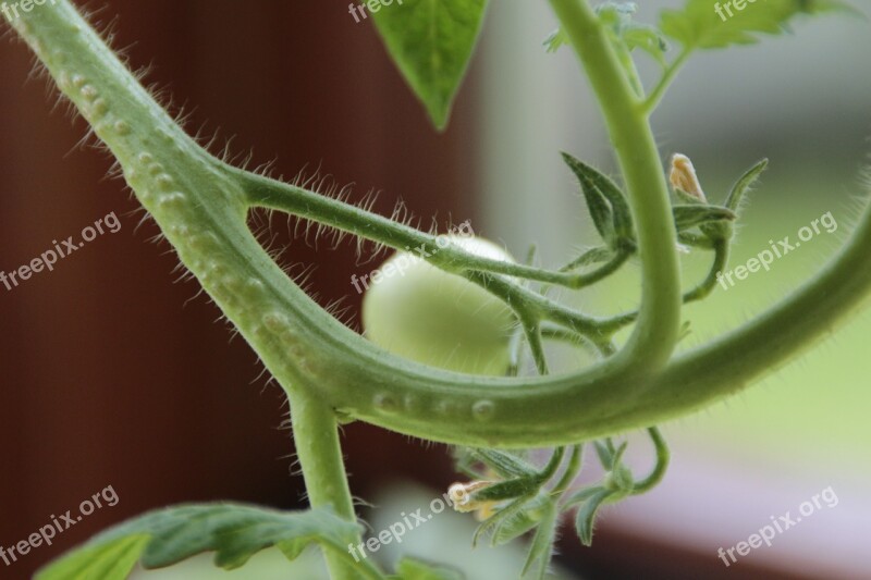 Tomato Tomatoes Plant Winter Garden Red