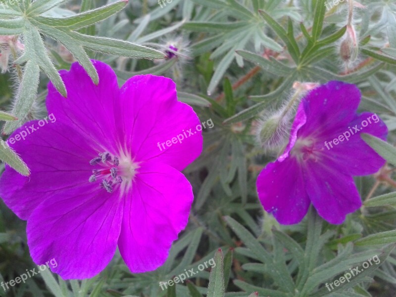 Early Summer Park Flower Bed Ornamental Plants Colorful