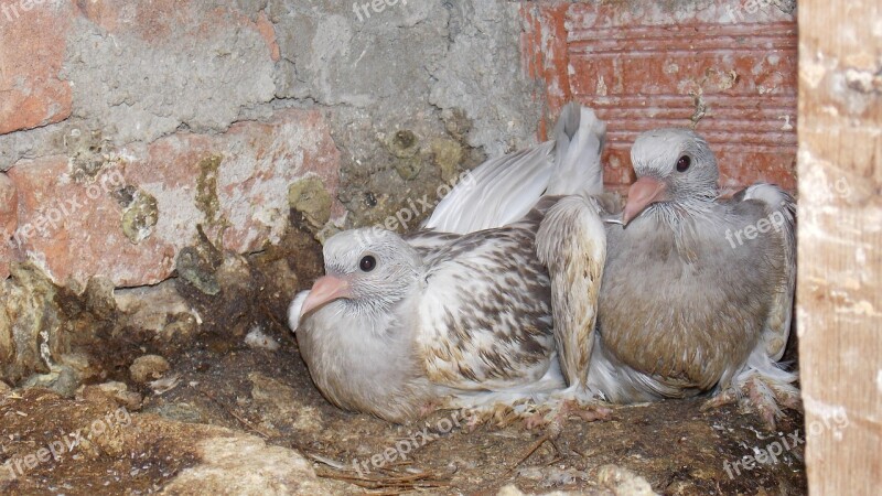 Pigeon Birds Feather Wing Free Photos