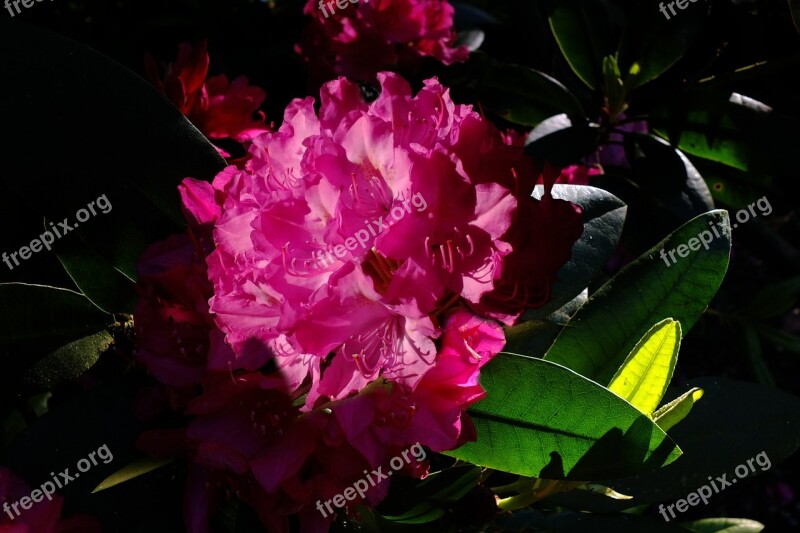 Rododendron Lily Flower Backlighting Lichtspiel