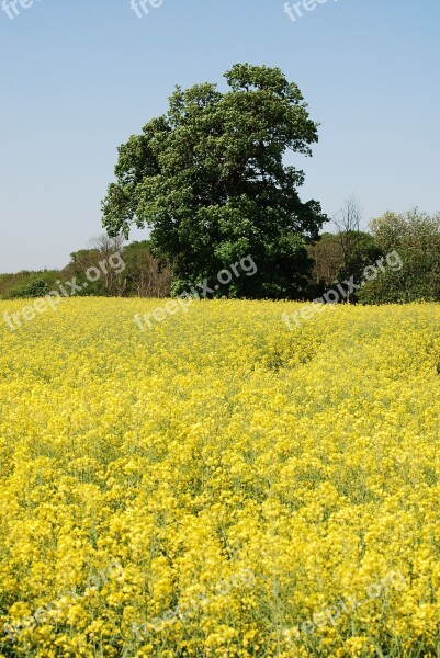 Rape Field Oilseed Rape Agricultural Plant Scenery Cultivation