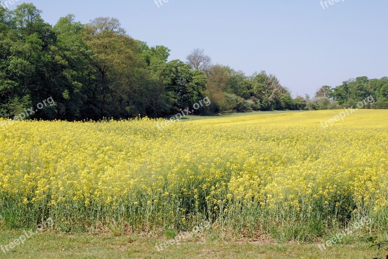 Rape Field Oilseed Rape Agricultural Plant Scenery Cultivation