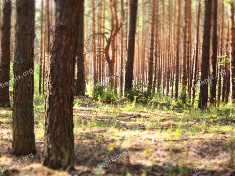 Forest Trees Nature Landscape Beauty