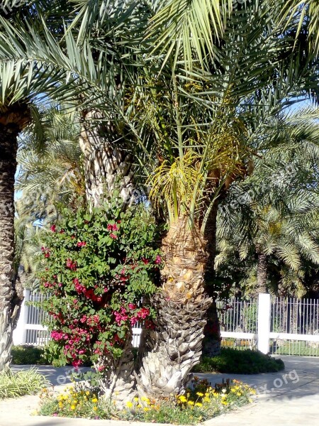 Elche Park Walk Tourism Palms