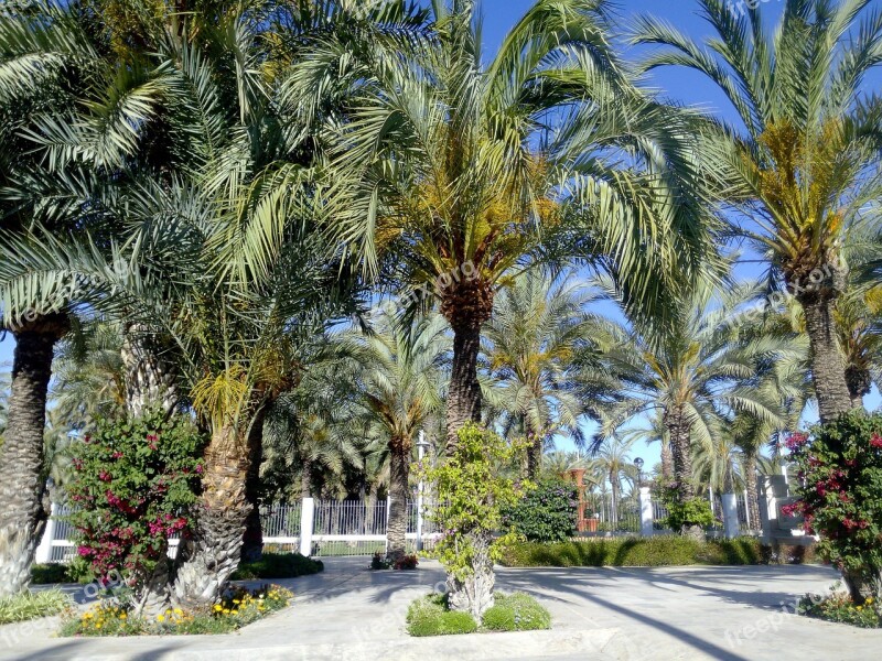 Elche Park Nature Palms Decoration