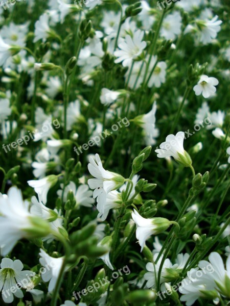 White Flowers Small Flowers Blooming Grass Spring Flowers Bloom