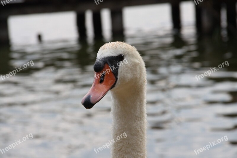 Water Bird Animal Wild Birds łab