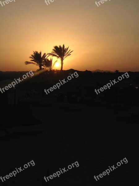 Sunset Palms Egypt Atmosphere Free Photos