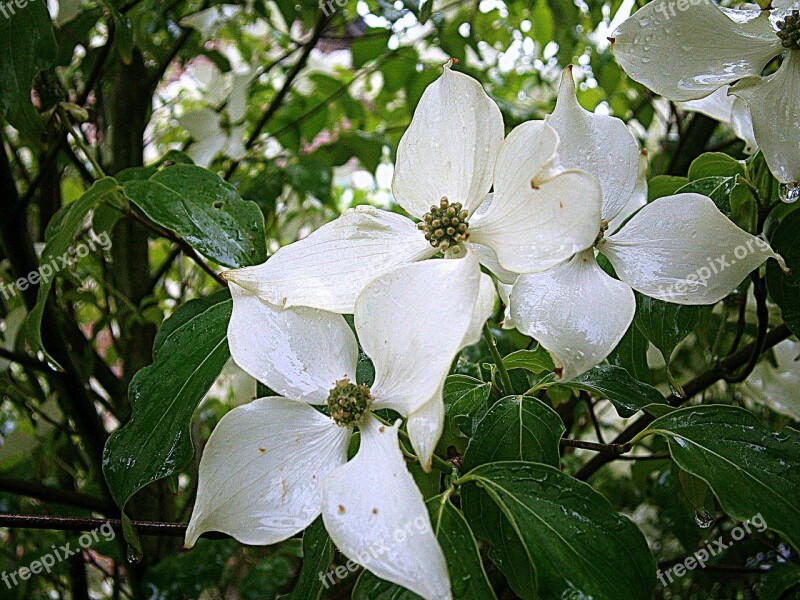 Dogwood Asian Dogwood Blossoms Bush Tree Cornus Kousa