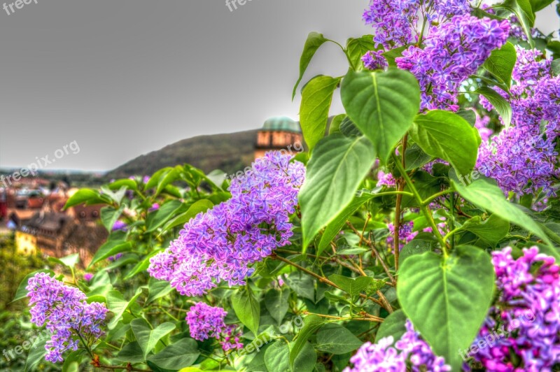 Flowers Plant Nature Violet Flower