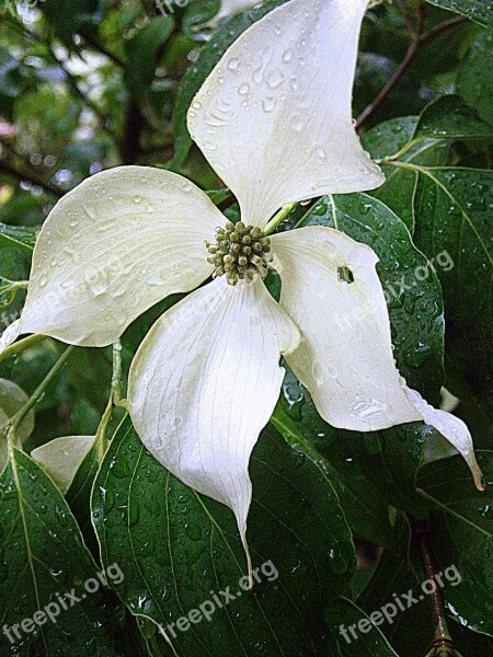 Dogwood Asian Dogwood Blossoms Bush Tree Cornus Kousa