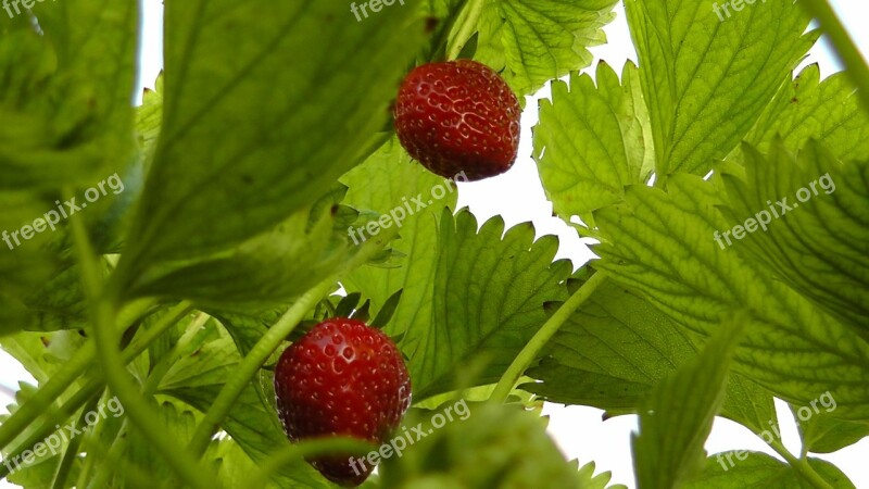 Strawberries Berries Fruit Fruits Food