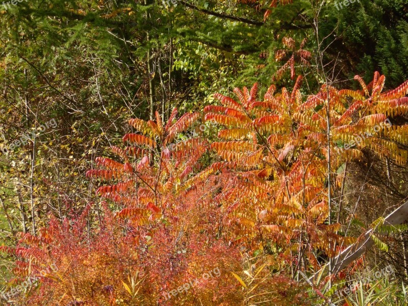 Autumn Golden Autumn Fall Foliage Leaves Free Photos