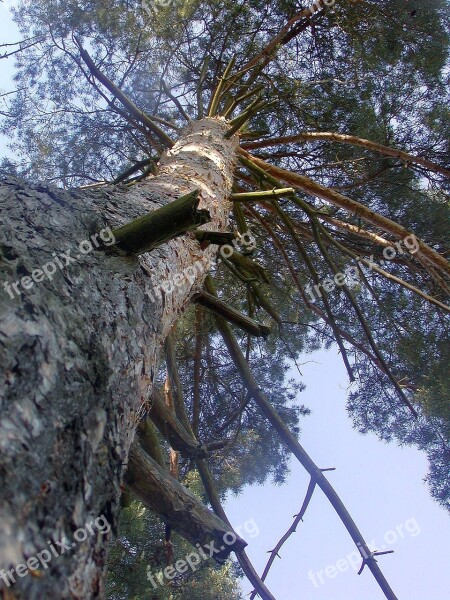 Tree High View Up Strain