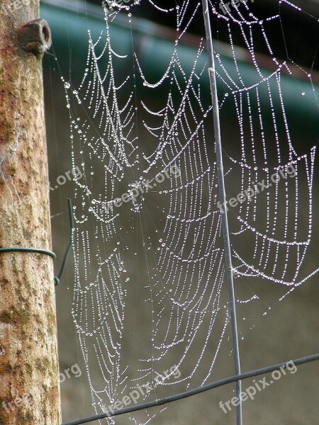 Morning Web Dew Composition Woven