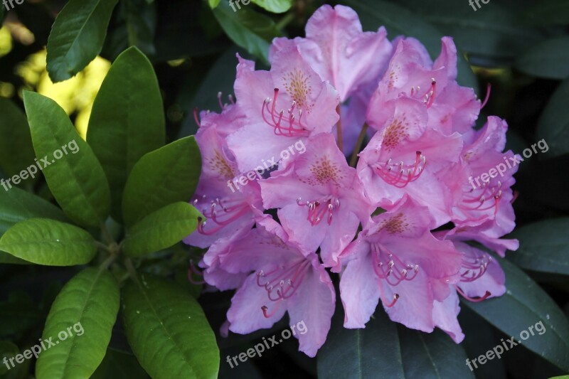 Rhododendron Flower Purple Tender Large Plant