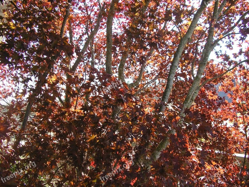 Fall Trees Leaves Plant Fall Leaves