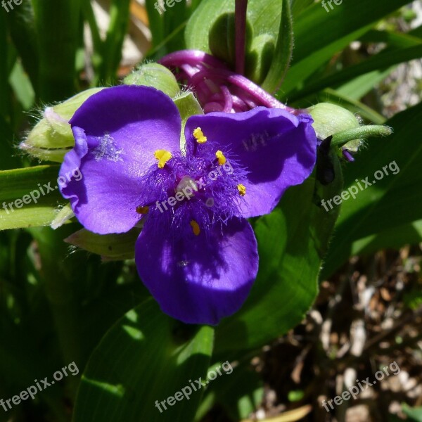 Flowers Nature Macro Flower Violet