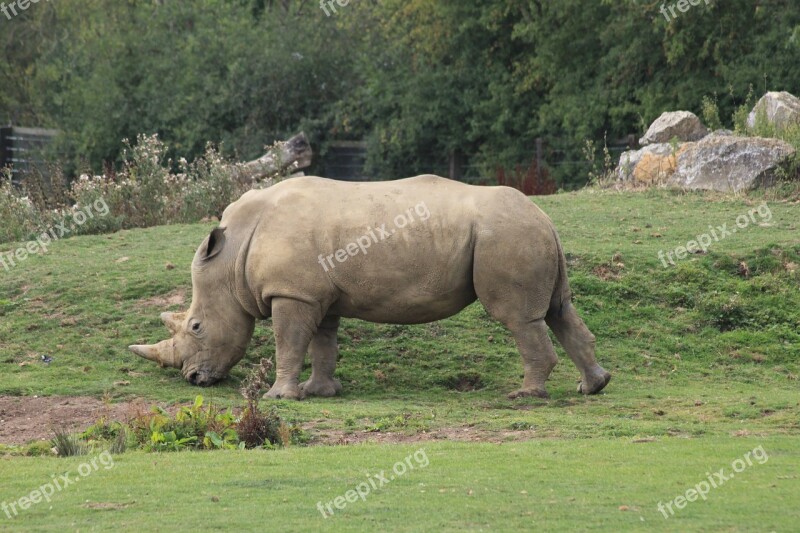 Rhino Animal Zoo Rhinoceros Africa