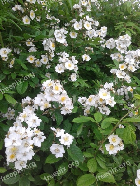 Early Summer Park Bush Roses Flowers White