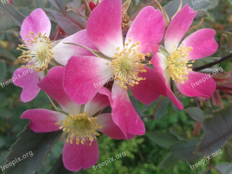 Early Summer Park Bush Roses Pink Free Photos